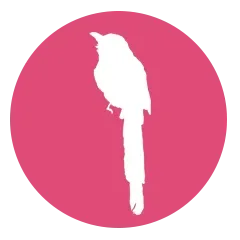 coraciiformes