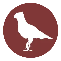falconiformes