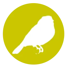 passeriformes