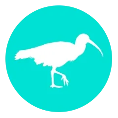 pelecaniformes
