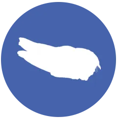 OAC_THUMBS_CAPRUGILIFORMES